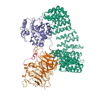 Anti-EYA3 Rabbit Polyclonal Antibody for WB and ELISA - Q99504