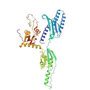 ETF1 Rabbit pAb for WB, IF/ICC, ELISA - P62495