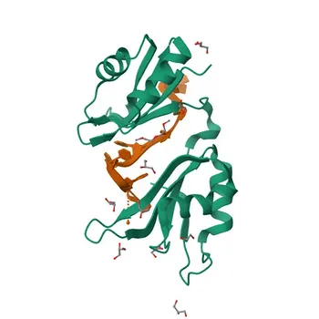 Anti-HuR/ELAVL1 Polyclonal Antibody for WB, IHC-P, IF/ICC, ELISA - Q15717