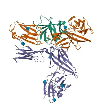 Anticorpo Policlonale di Coniglio Anti-IL-1RAcP per WB, IHC-P, ELISA - Q9NPH3