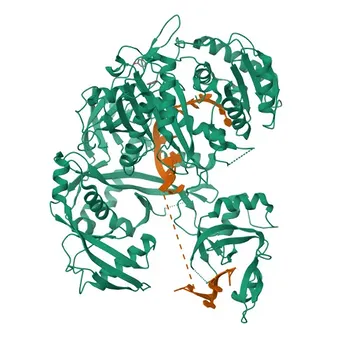 Anticorpo Policlonal de Coelho Anti-Argonaute-2 para WB, IHC-P, ELISA - Q9UKV8