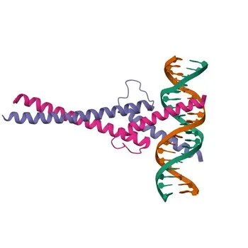 Anti-MXD1 Kaninchen-Polyklonaler Antikörper (WB, ELISA) - Q05195