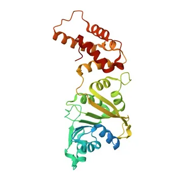 الأجسام المضادة المتعددة النسيلة المضادة لـ DIMT1 للكشف بالـ WB والـ ELISA - Q9UNQ2