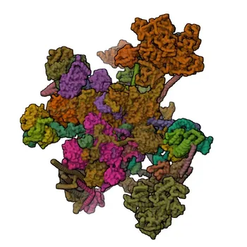 Anti-DDX41 Kaninchen-Polyclonal-Antikörper für WB, IHC-P, IF/ICC, IP, ELISA – Q9UJV9