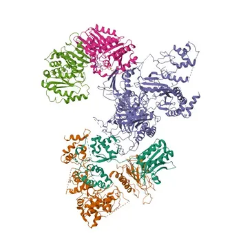 Anti-RRAGA Rabbit Polyclonal Antibody for WB, IF/ICC, ELISA - Q7L523