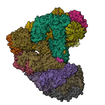 ANAPC10 pAb di coniglio - Q9UM13