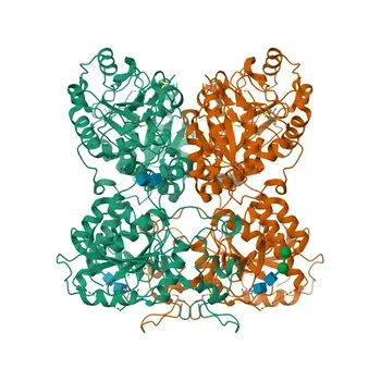 Anticorpo policlonale coniglio EXTL3 per WB, IHC-P, ELISA - O43909