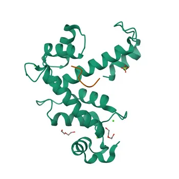 Anti-SRI Rabbit Polyclonal Antibody for WB, IHC-P, ELISA - P30626