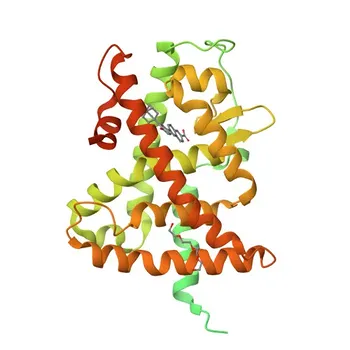 Anti-RARG Rabbit Polyclonal Antibody for WB, ELISA - P13631