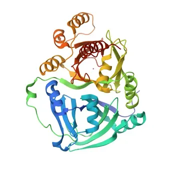 Anticuerpo Policlonado de Conejo Anti-HPD para WB, IHC-P, ELISA - P32754