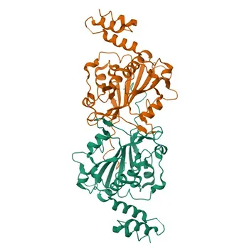 Anticorpo monoclonale di coniglio Anti-ENDOGL1/ENGL per WB e ELISA - Q9Y2C4