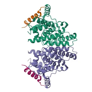 Anti-NR2C2 Rabbit Polyclonal Antibody for WB, ELISA - P49116