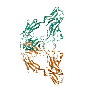 NFASC Rabbit pAb - O94856