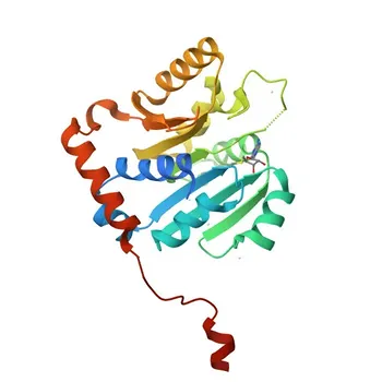 Anti-METTL13 Polyclonal Antibody for WB, ELISA - Q8N6R0