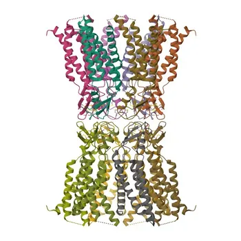 Anti-GJD2 Rabbit pAb - Q9UKL4