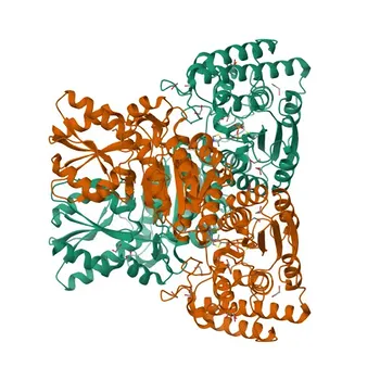 Anti-Transketolase (TKT) Kaninchen-Polyklonaler Antikörper für WB, IHC-P, ELISA - P29401