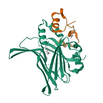 Anticorpo policlonale anti-TEAD4 di coniglio per WB, ELISA - Q15561