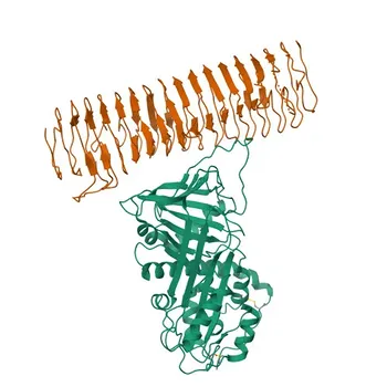 Anti-SERPING1 Rabbit Monoclonal Antibody for WB and ELISA - P05155
