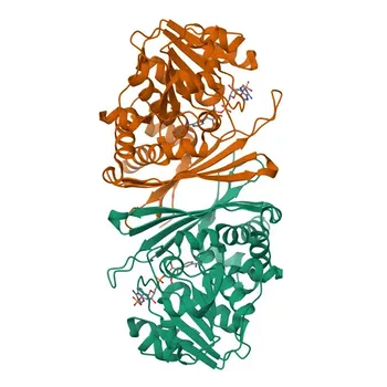 Anti-CRYM Polyclonal Antibody for WB, ELISA - Q14894