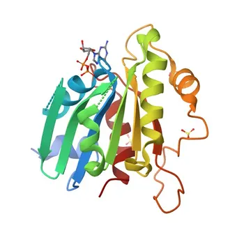 Anti-SAR1B Rabbit Polyclonal Antibody for WB, ELISA - Q9Y6B6