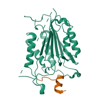 KO Validated XIAP Rabbit Polyclonal Antibody for WB, ELISA - P98170