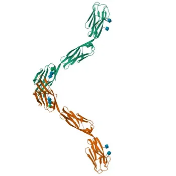Anti-OPCML Polyclonal Antibody for WB, ELISA - Q14982
