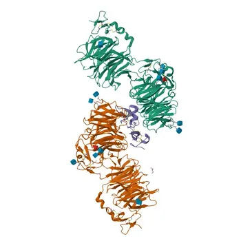 Anti-DKK1 Rabbit Polyclonal Antibody for WB and ELISA - O94907