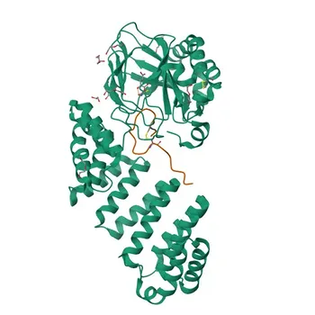 Anticorpo policlonale anti-ASPH per IF/ICC, ELISA - Q12797