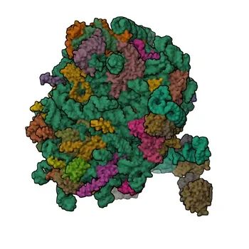 Anti-SRP9 Polyclonal Antibody for WB, IF/ICC, ELISA - P49458