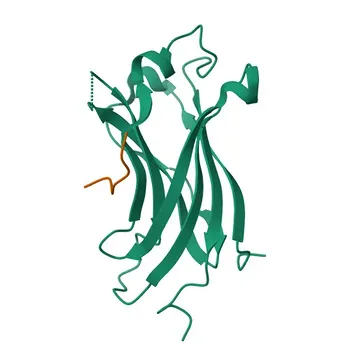 Anti-MCMBP Polyclonal Antibody for WB, ELISA - Q9BTE3