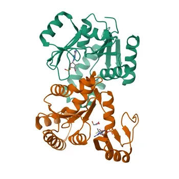 Anti-GUK1 Rabbit Polyclonal Antibody for WB, ELISA - Q16774