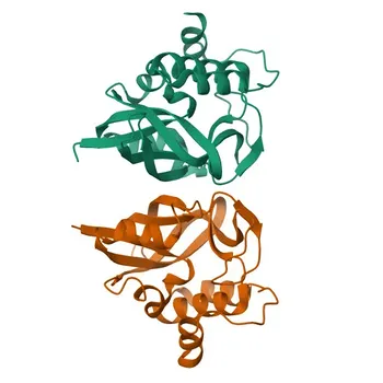 Anti-GGCT Polyclonal Antibody for WB, ELISA - O75223