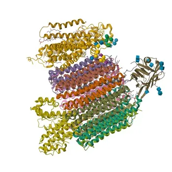Anticorpo Policlonale di Coniglio Anti-ATP6V0D1 per WB, ELISA - P61421