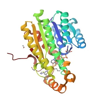 Anticorpo Policlonale Anti-15-PGDH/HPGD per WB, ELISA - P15428