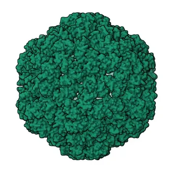 Anti-PNMA2 Polyclonal Antibody for WB and ELISA - Q9UL42