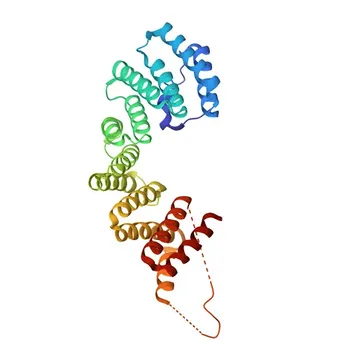 Anti-Kinesin light chain 1 (KLC1) Polyclonal Antibody for WB, IHC-P, ELISA - Q07866