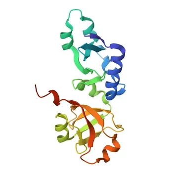 Anti-NIP7 Polyclonal Antibody for WB and ELISA - Q9Y221