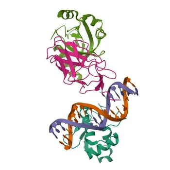 Anticorpo Monoclonal de Coelho Anti-RUNX2 para WB, IP, ELISA - Q13950