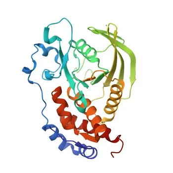 Anti-PTPRR Monoclonal Antibody for WB, ELISA - Q15256