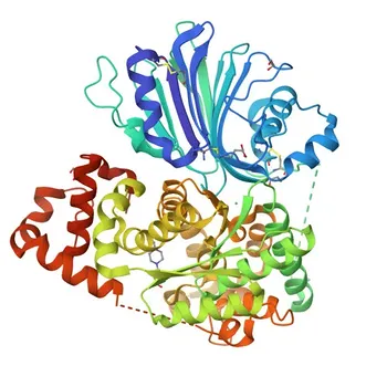 Anticorpo Monoclonal Anti-ASNS de Coelho para WB, ELISA - P08243