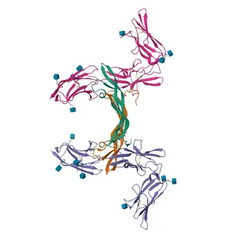 Anticorpo Monoclonal de Coelho Anti-PDGFRB para WB, IF/ICC, ELISA - P09619