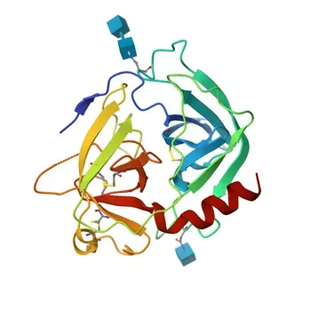 Anticorpo Monoclonal de Coelho Anti-Quimase de Mastócito (CMA1) para WB, IHC-P, ELISA - P23946