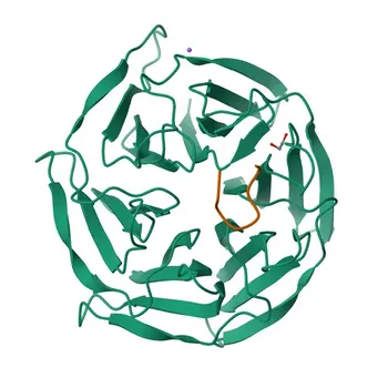 Anti-PEF1 Rabbit Monoclonal Antibody for WB - Q9UBV8