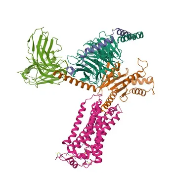 Anti-EDG2/LPA-1 (Receptor do Ácido Lisofosfatídico 1) Anticorpo Monoclonal de Coelho para WB, ELISA - Q92633
