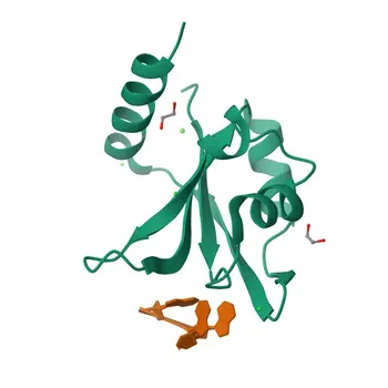 Anti-GRSF1 Monoclonal Antibody for WB, IF/ICC, IP, ELISA - Q12849