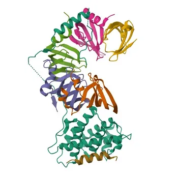 Anticorps monoclonal lapin Anti-Gemin 2 pour WB, IHC-P, ELISA - O14893
