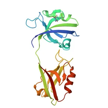 Anti-PSD95 Rabbit Monoclonal Antibody for WB, ELISA - P78352