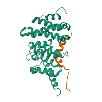 Anticorpo Monoclonal de Coelho Anti-DIAPH1 para WB e ELISA - O60610