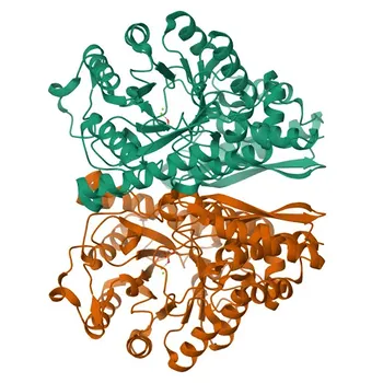 Anticorpo monoclonale di coniglio Anti-ENO1 per WB, ELISA - P06733