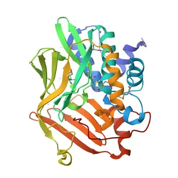 Anticorpo monoclonale coniglio anti-NAT1 per IF/ICC, ELISA - P18440